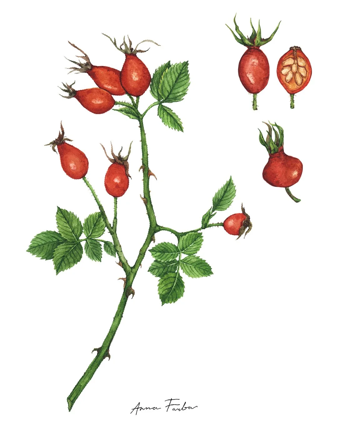 Watercolor botanical illustration of rosehips, inspired by autumn walks and rosehip teas.