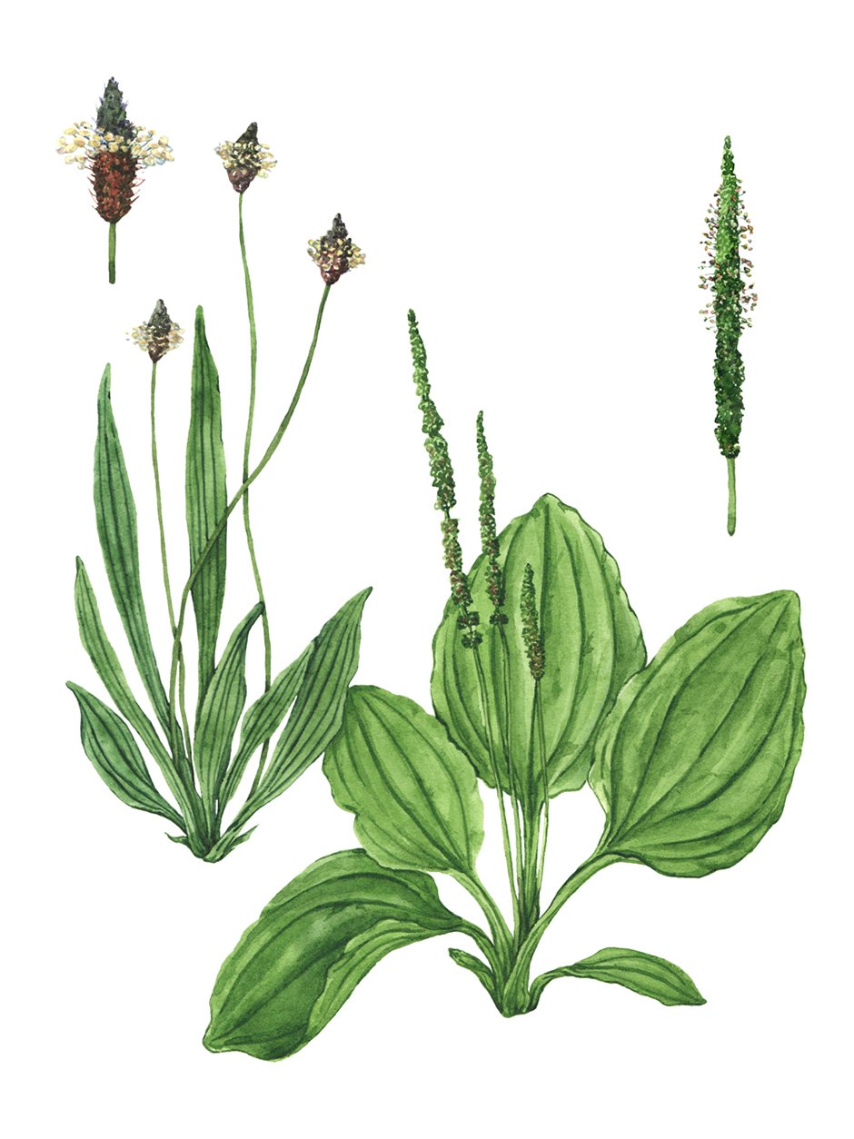 plantain-plants-botanical-illustration-by-Anna-Farba.jpg