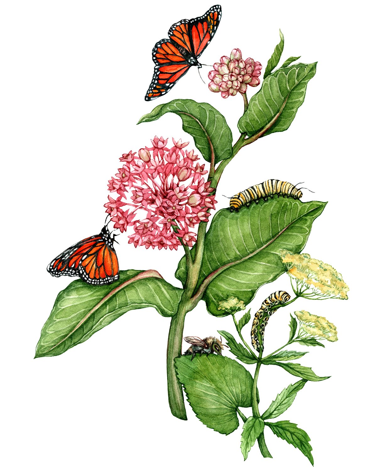 Watercolor-Butterfly-Plants-Botanical-Illustration-by-Anna-Farba.jpg