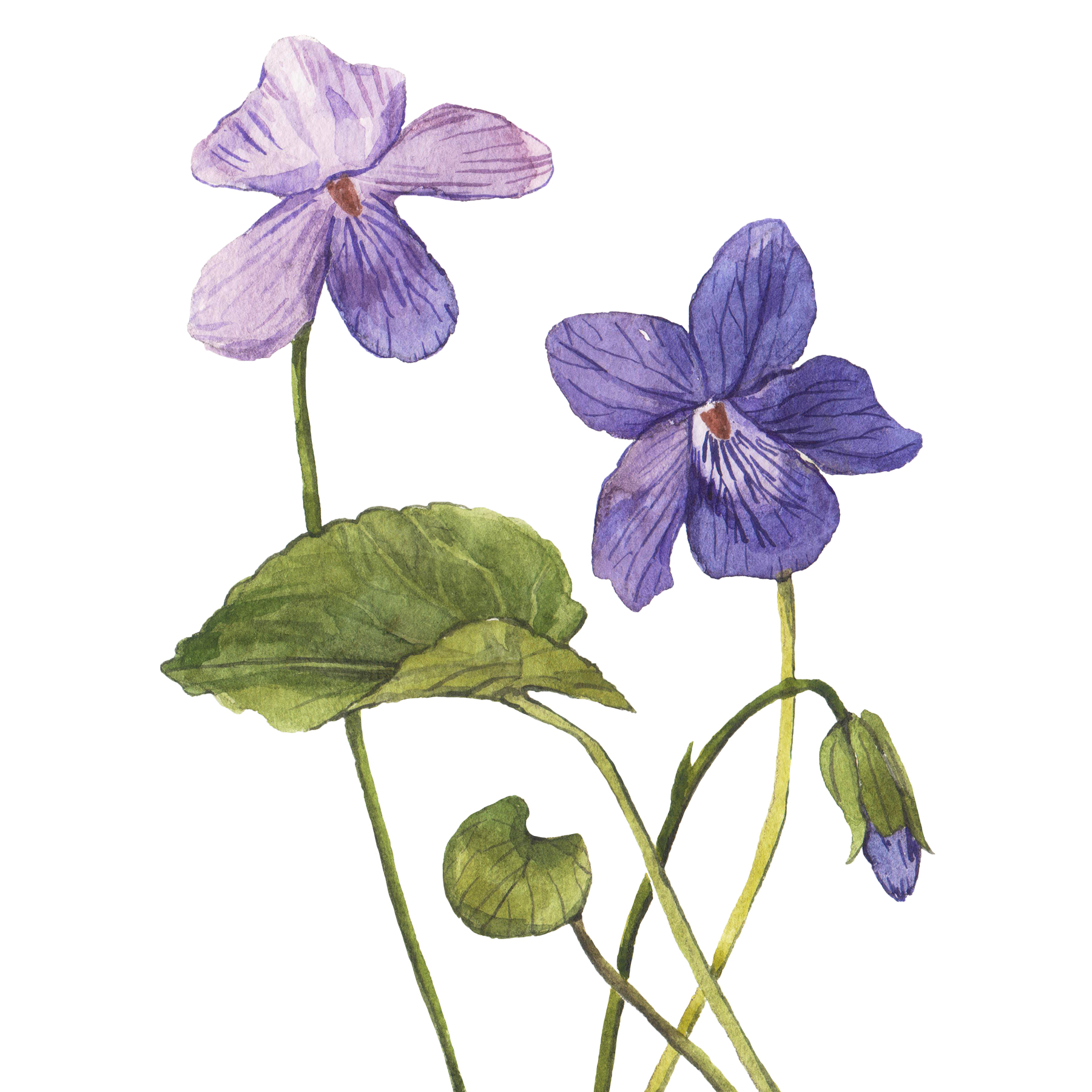 Violets Botanical Drawing