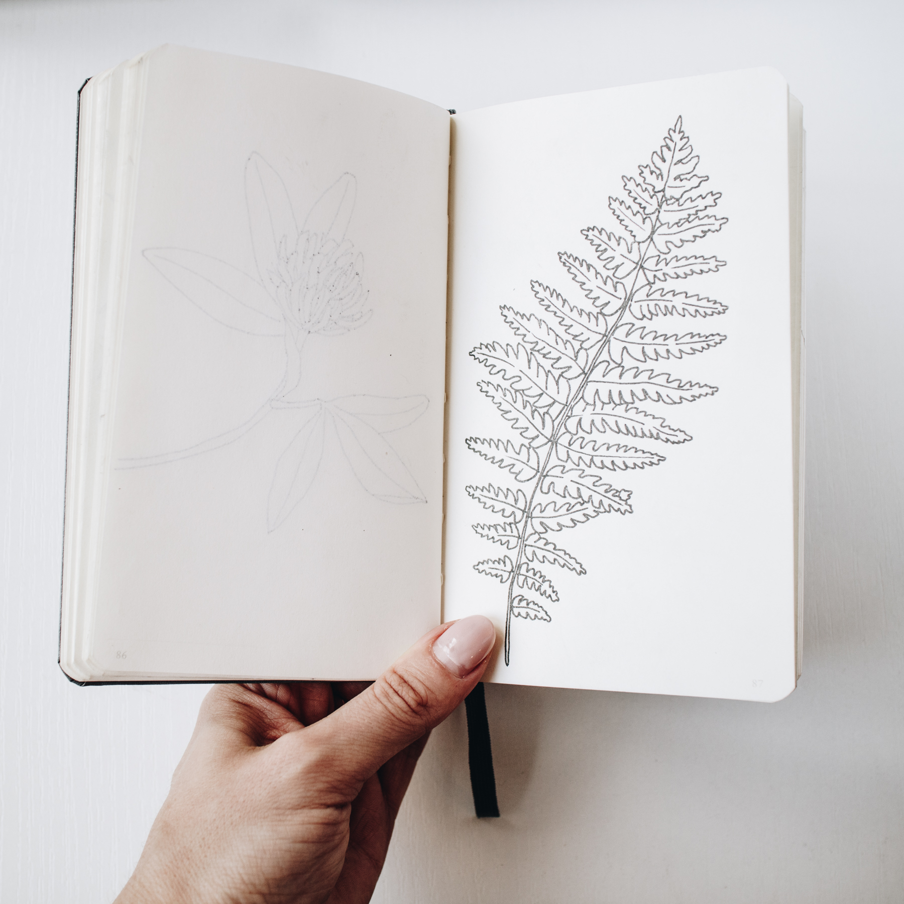 Botanical sketchbook. A note on plant drawing — Anna Farba Illustration