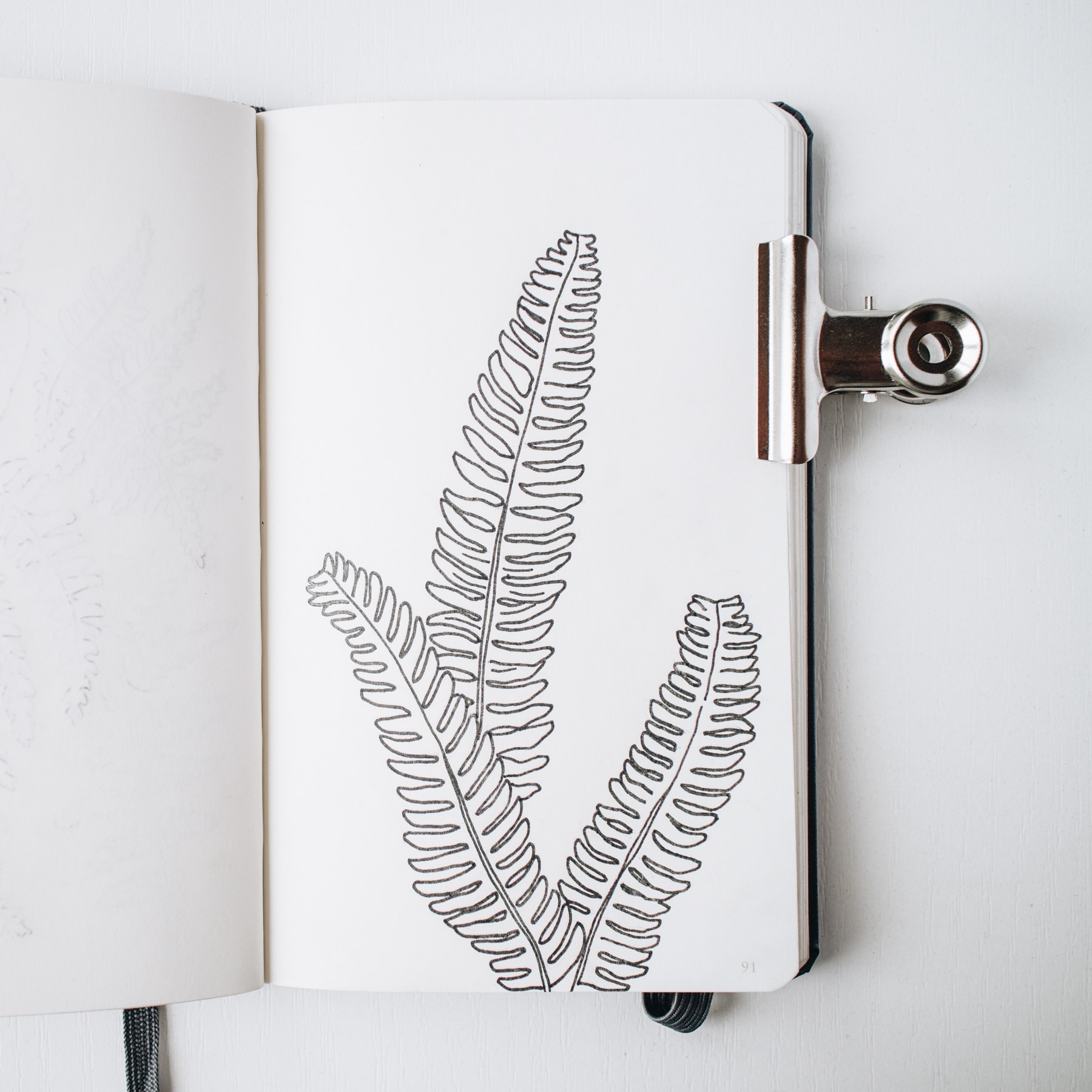 Botanical sketchbook. A note on plant drawing — Anna Farba Illustration