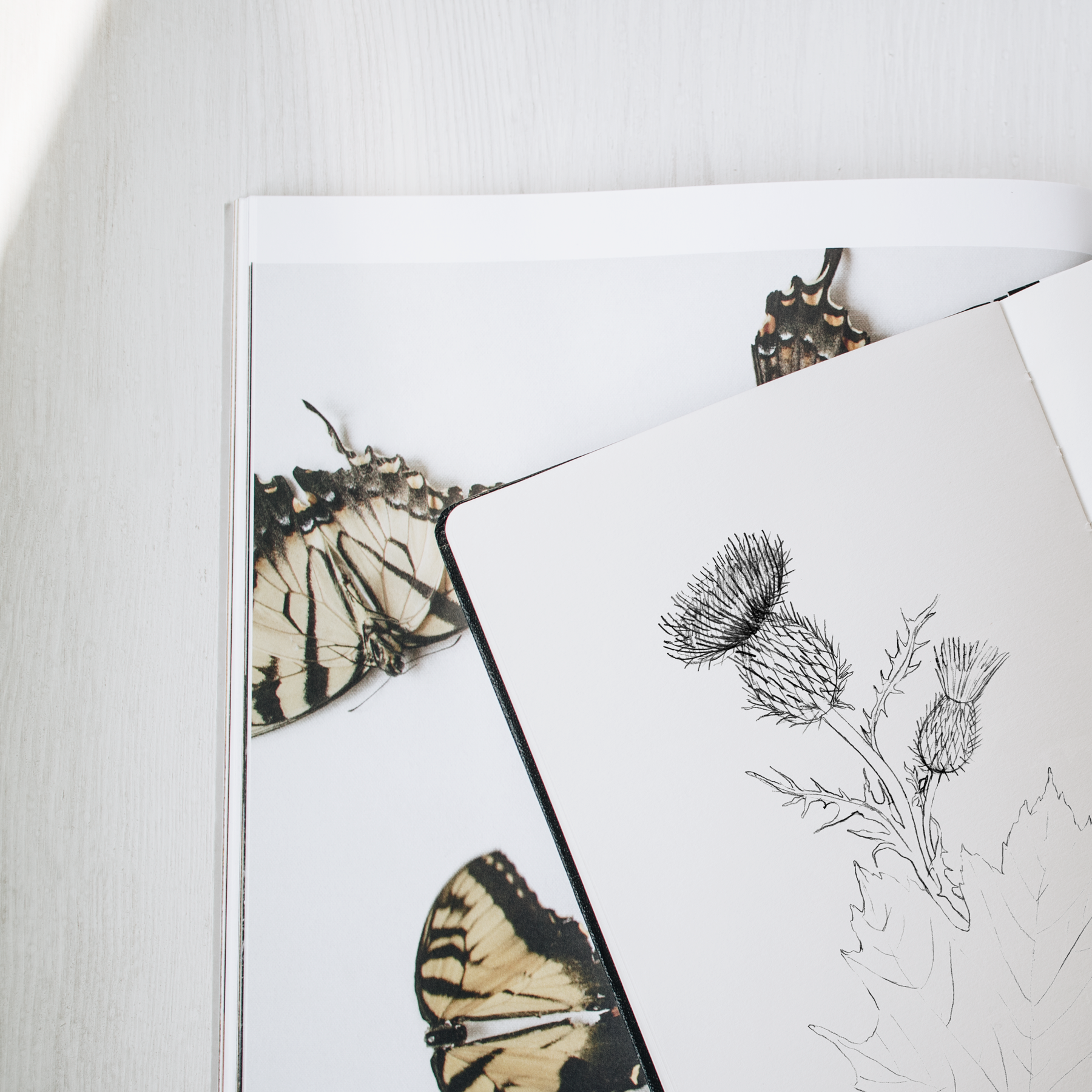 Botanical sketchbook. A note on plant drawing — Anna Farba