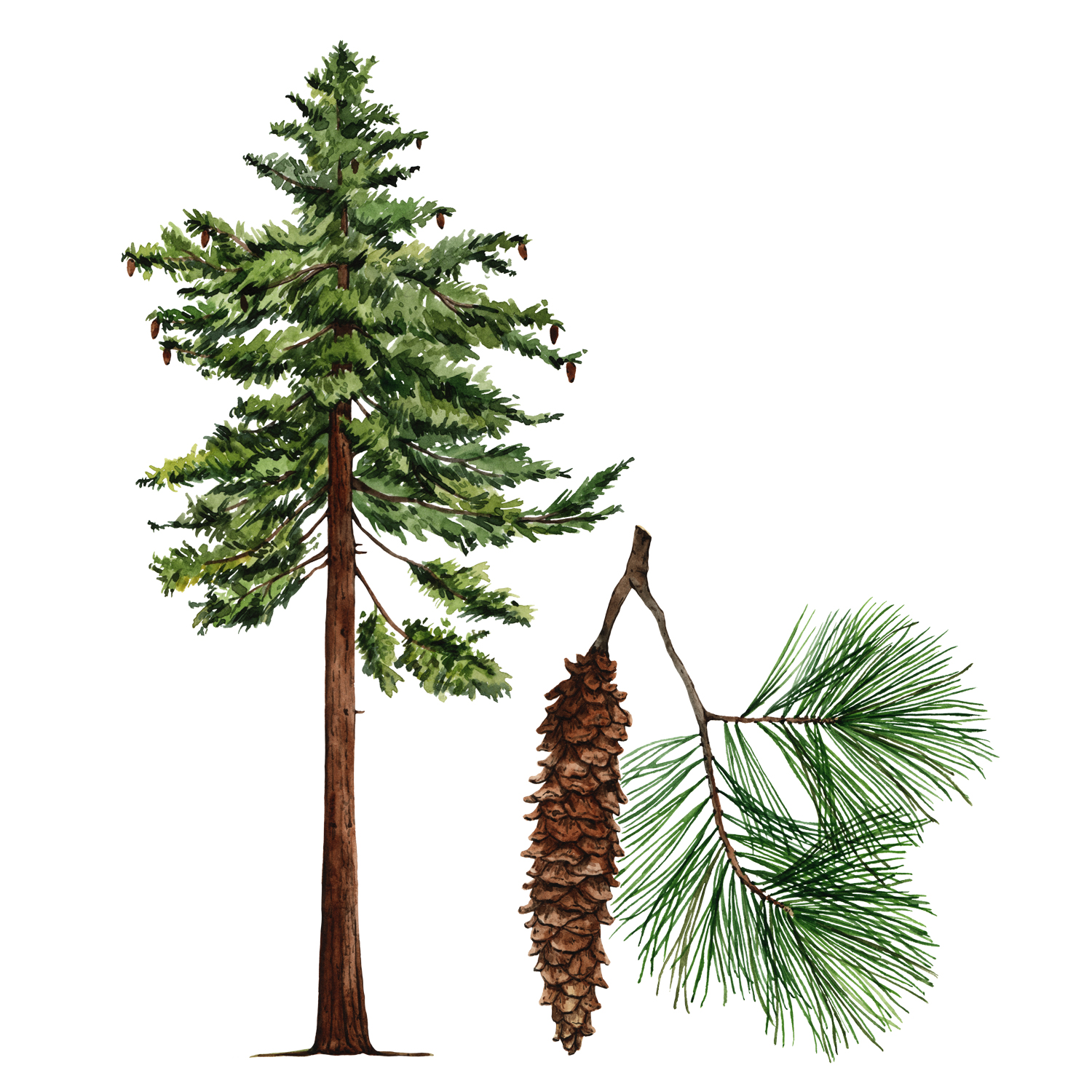 Картинка ели рисунок. Pinus lambertiana. Сосна дерево. Сосна для детей. Сосна рисунок.