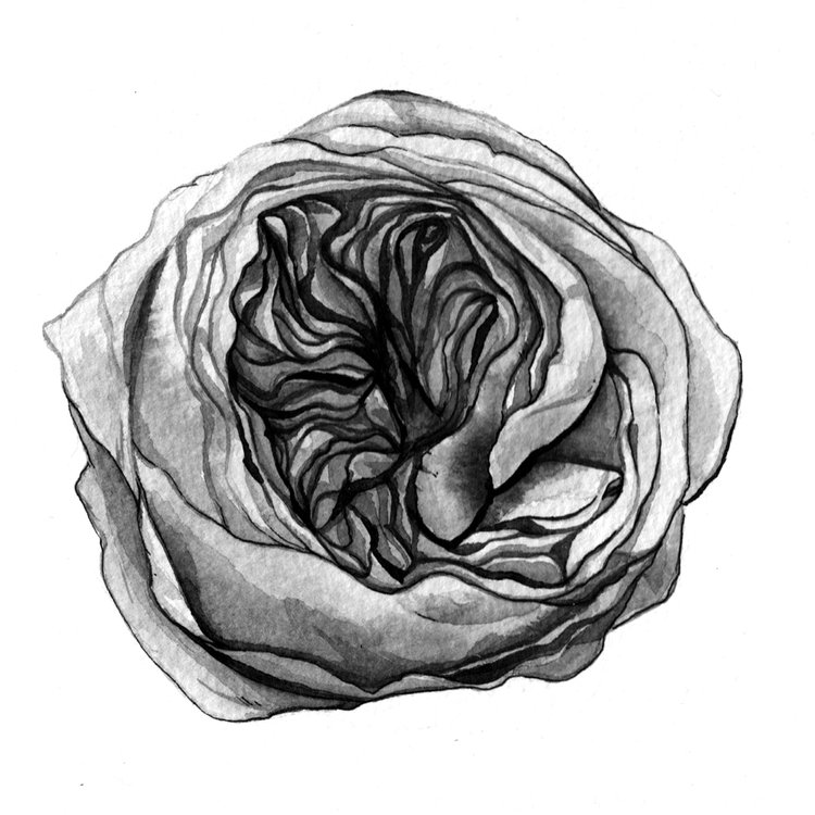 Black and white flower painting series — Botanical Illustrator for