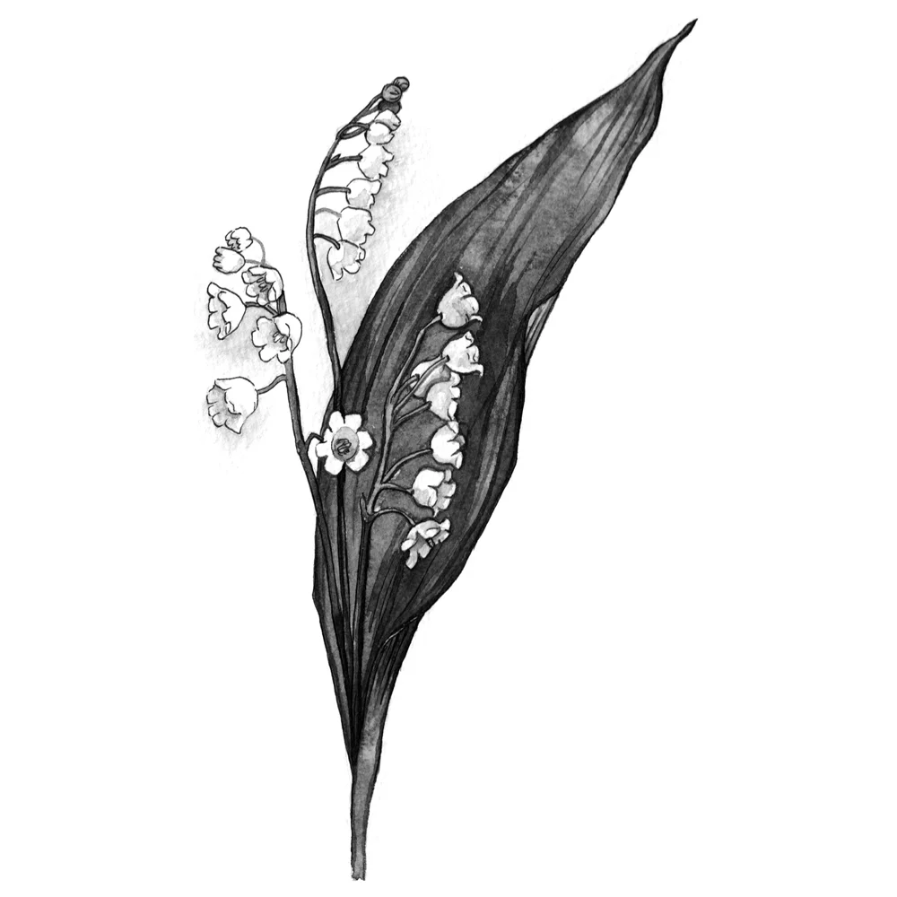 Black and white flower painting series — Botanical Illustrator for