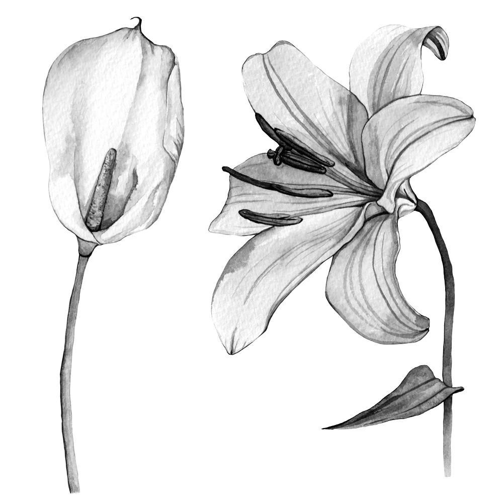 Black And White Lily Drawing