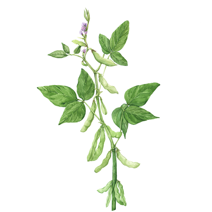 Soybean plant (Glycine max) botanical illustration by Anna Farba