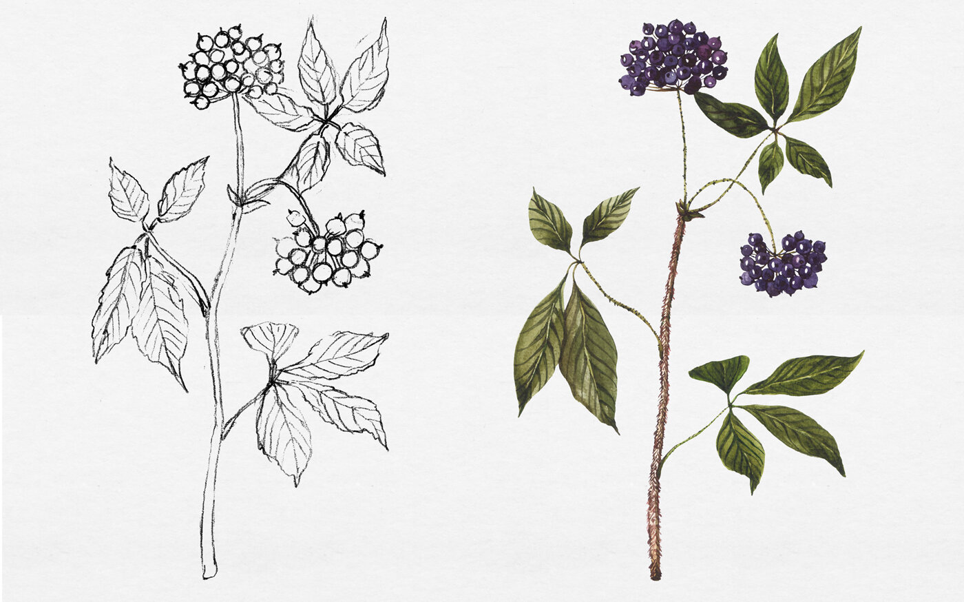 Custom botanical illustrations and original plant drawings — Botanical  illustration studio by Anna Farba