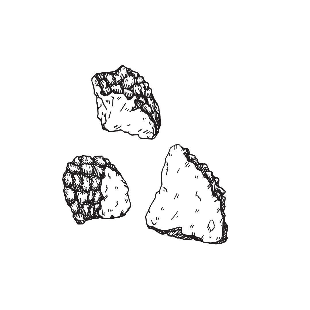 Chaga-mushroom-drawing.jpg
