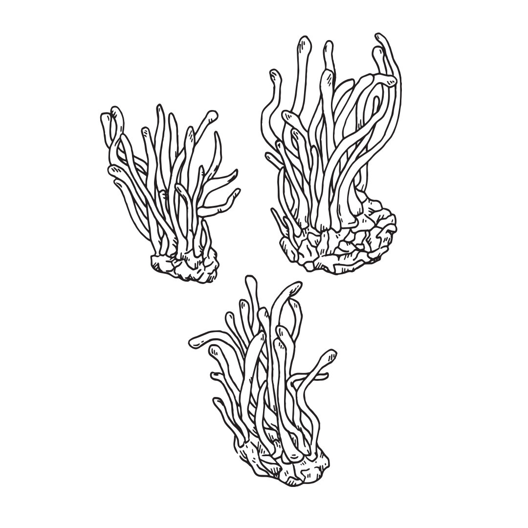 Cordyceps-mushroom-drawing.jpg