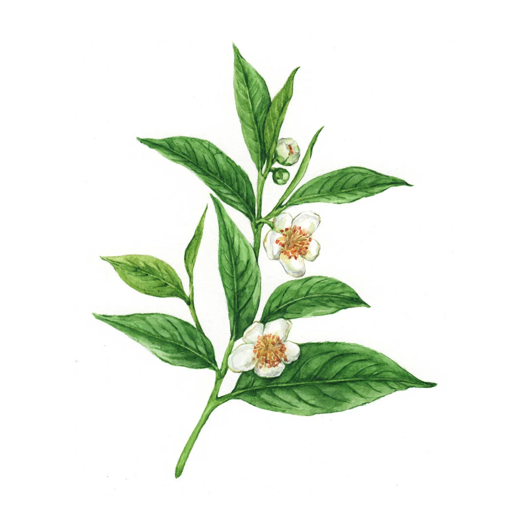 green tea botanical illustration highlighting texture and color for beauty packaging