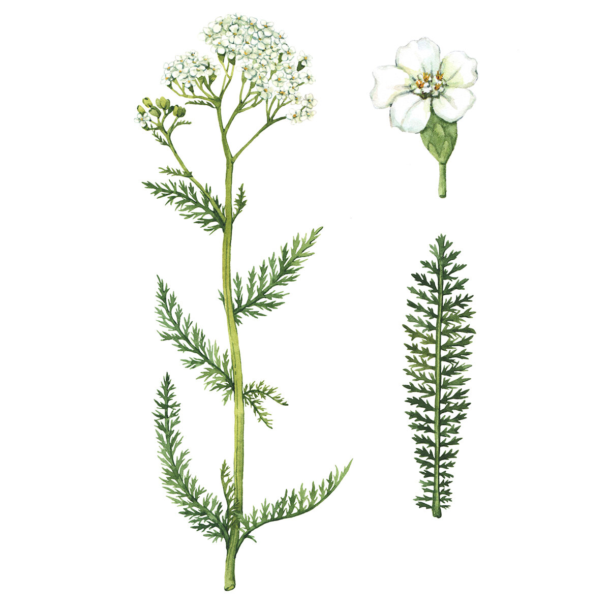 Yarrow-botanical-illustration.jpg