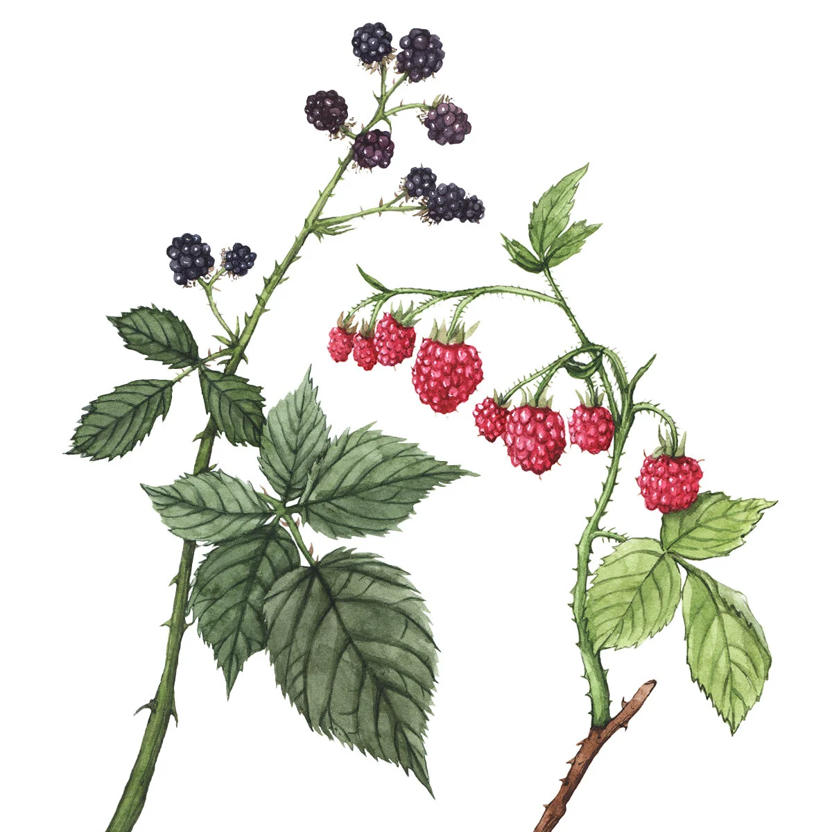 Watercolor study of ripe blackberries and raspberries, complete with thorny stems and serrated leaves. This artwork captures the rich textures and jewel tones found in fall foraging.