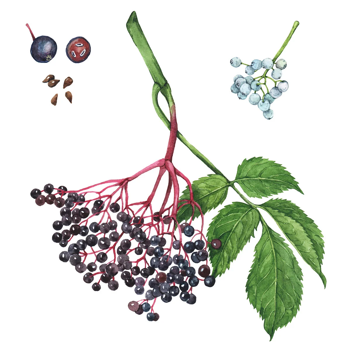 botanical watercolor illustration of wild medicinal plant for foraging guide