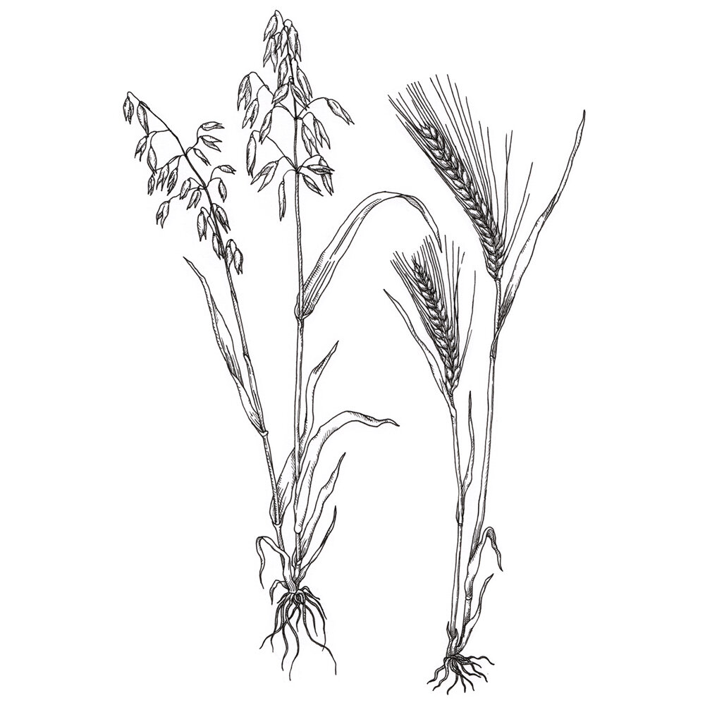 Featured image of post Drawing Of Barley Plant You will need 1 4 pound of seed to sow every 100 square feet of ground