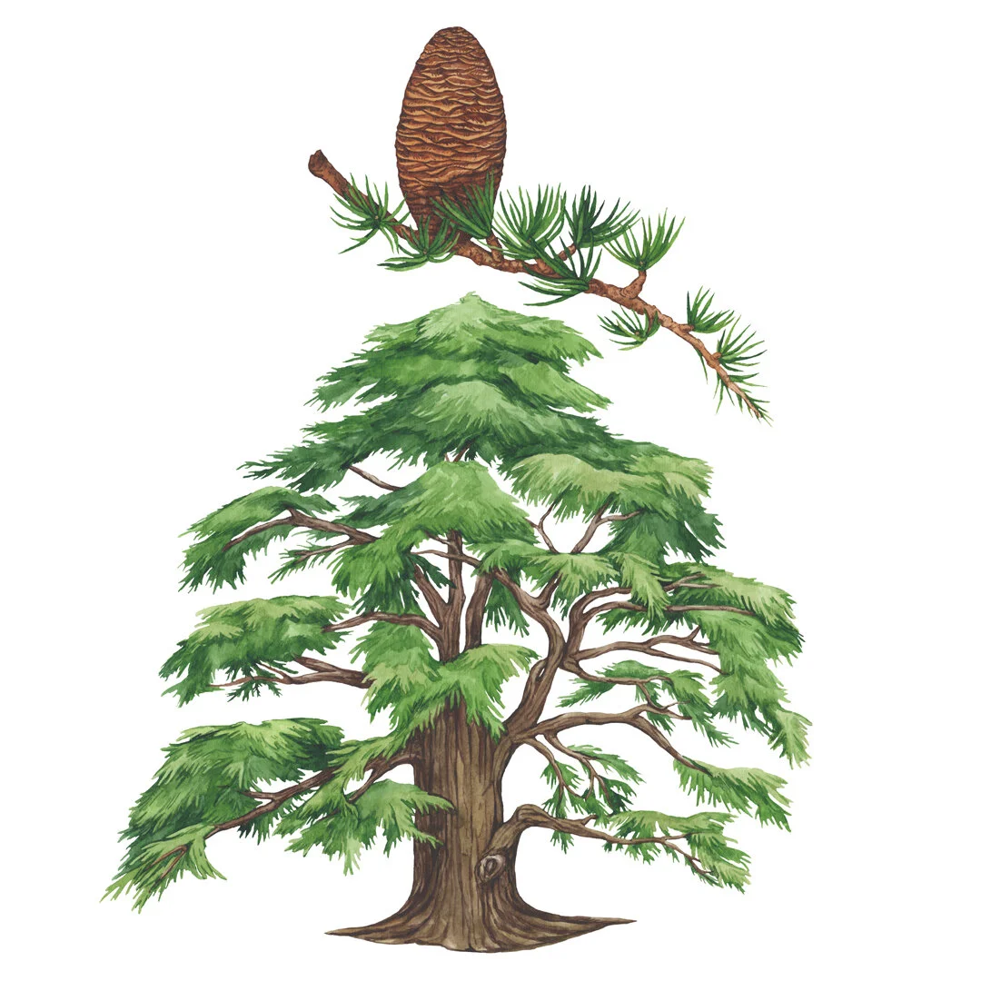 Lebanese Cedar tree illustration - Cedrus libani