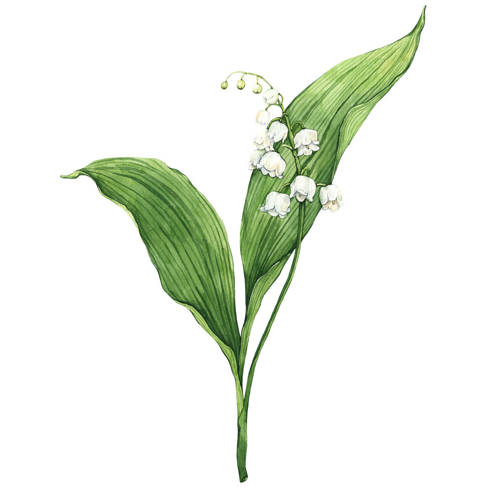 anna-farba-botanical-illustration-Convallaria-majalis-Lily-of-the-valley.jpg