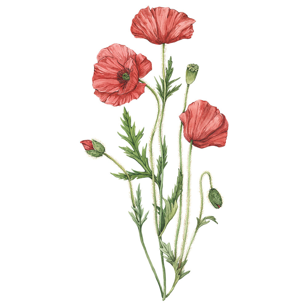 Botanical illustration - Flowers — Anna Farba Illustration