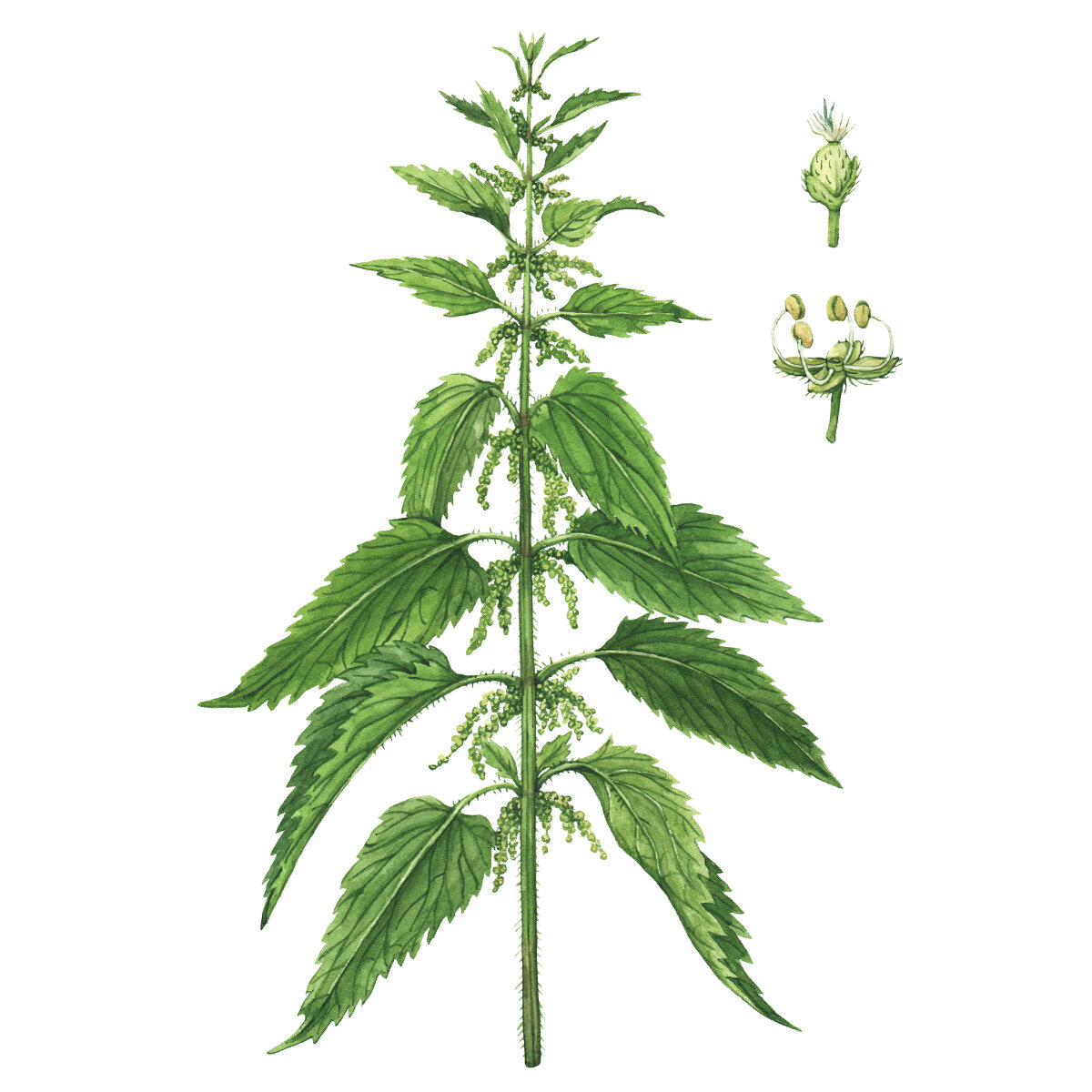 Stinging-nettle-Urtica-dioica-botanical-illustration.jpg