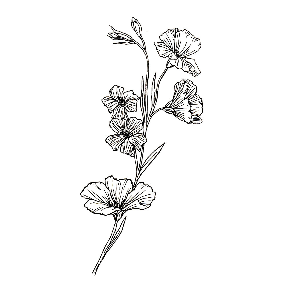 Update 77+ botanical sketch art super hot - seven.edu.vn