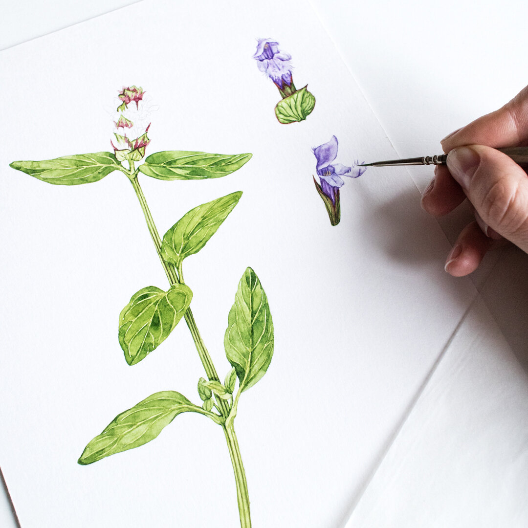 botanical-book-illustrations.jpg