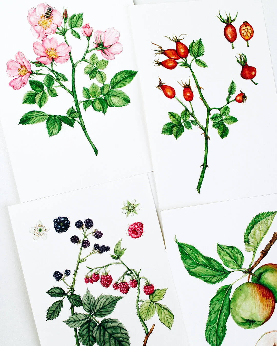 https://images.squarespace-cdn.com/content/v1/57d2a26b20099eb50e305b38/1622662836250-IUYGBG35T1VF4CMPREIO/botanical-illustration-painting-process-5.jpg