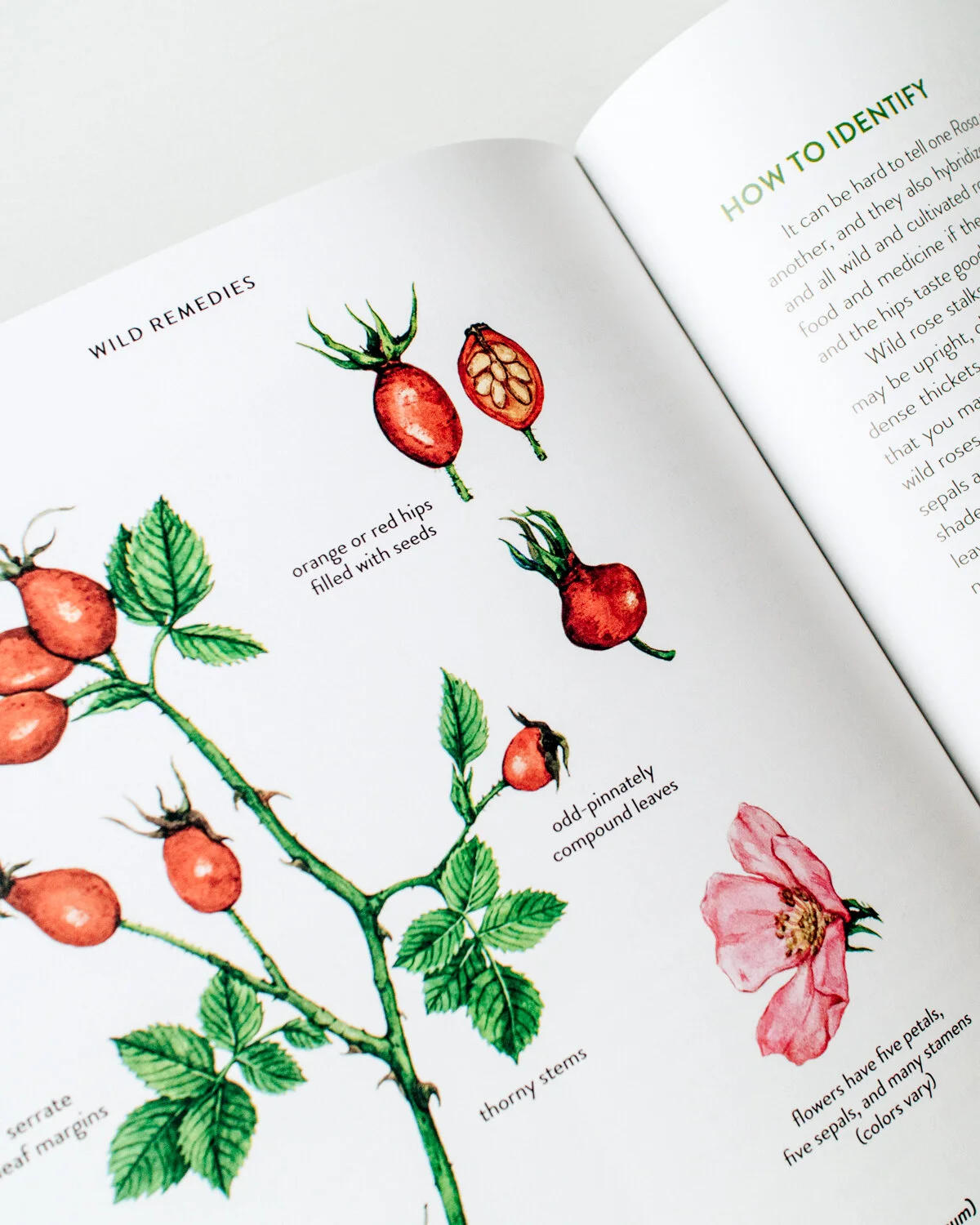 Rosehip plant ID page for Wild Remedies book