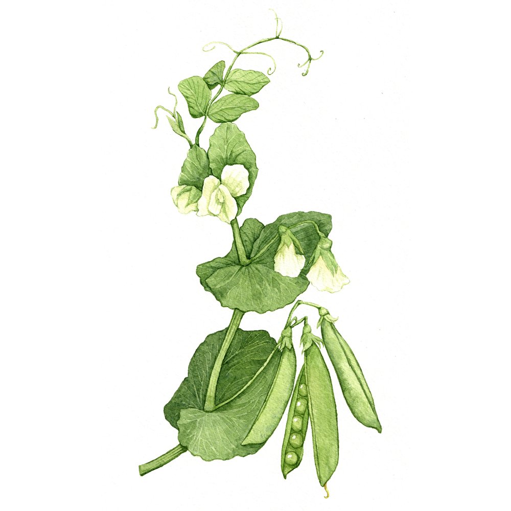 Snow pea plant illustration