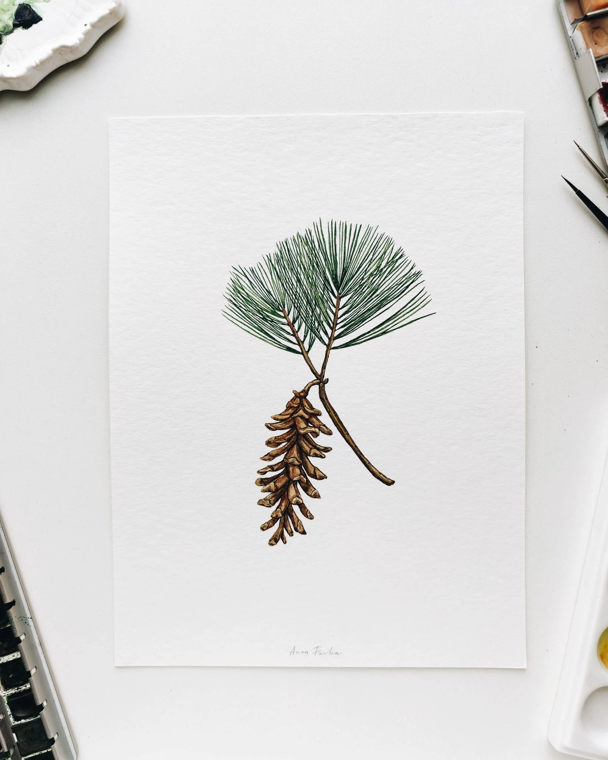 Pine Cone Botanical Illustration