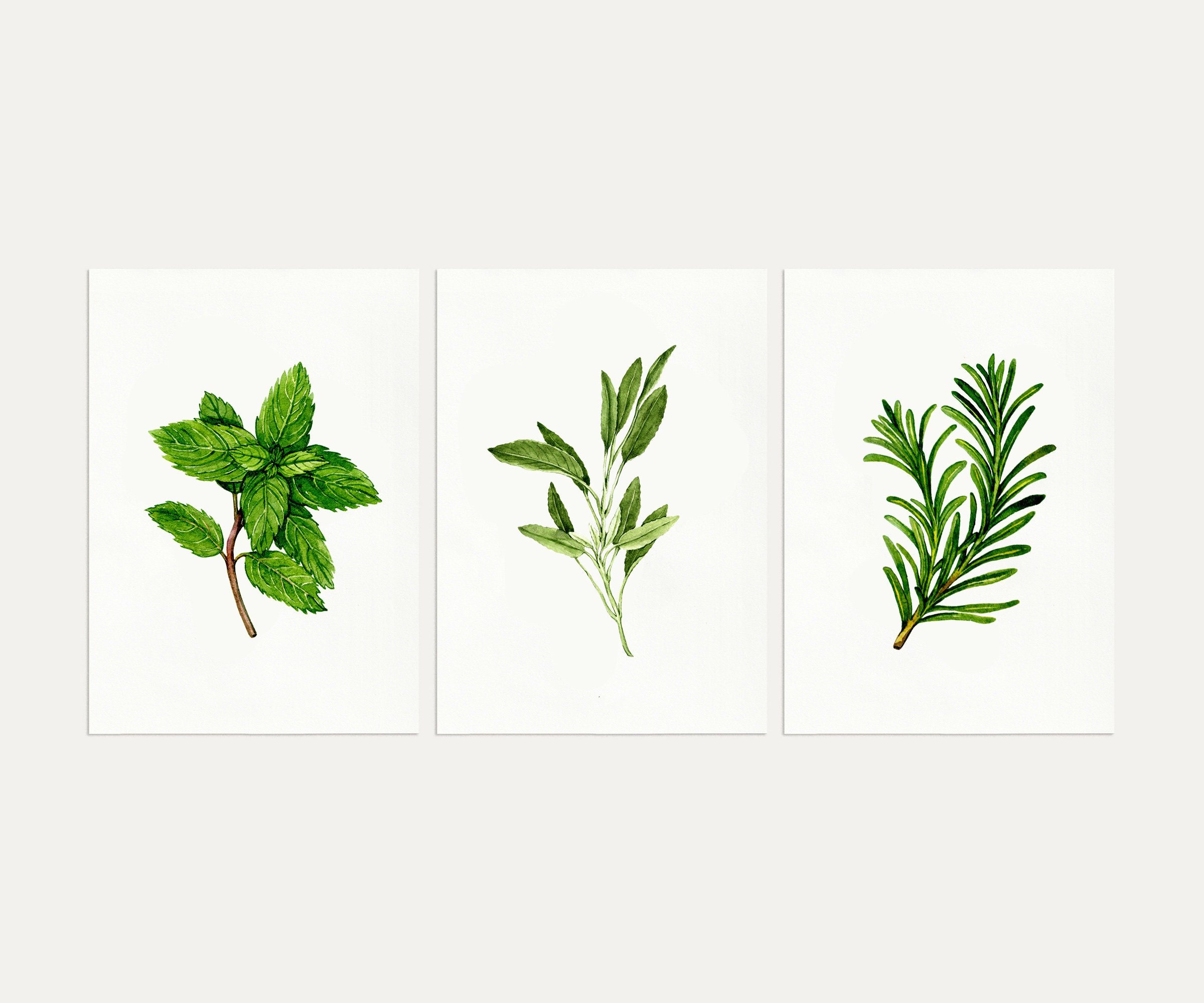 Botanical herb prints set of 3 - Sage, Rosemary — Anna Farba Illustration