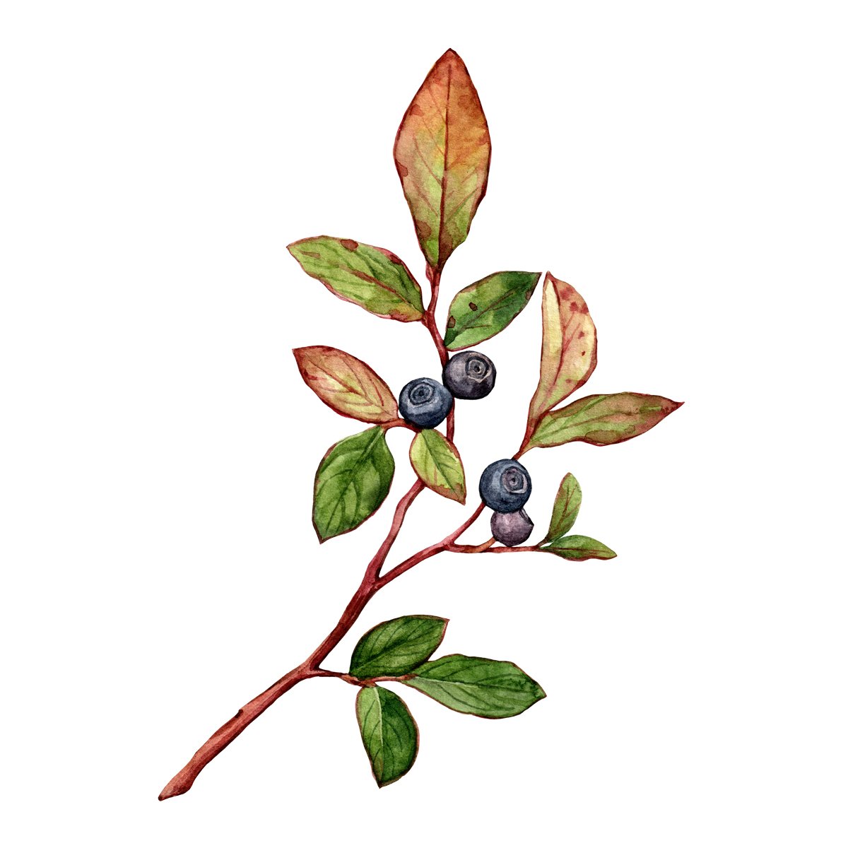 Huckleberry, the Very Wild Berry: A Tasty National Treasure – Whistling Andy