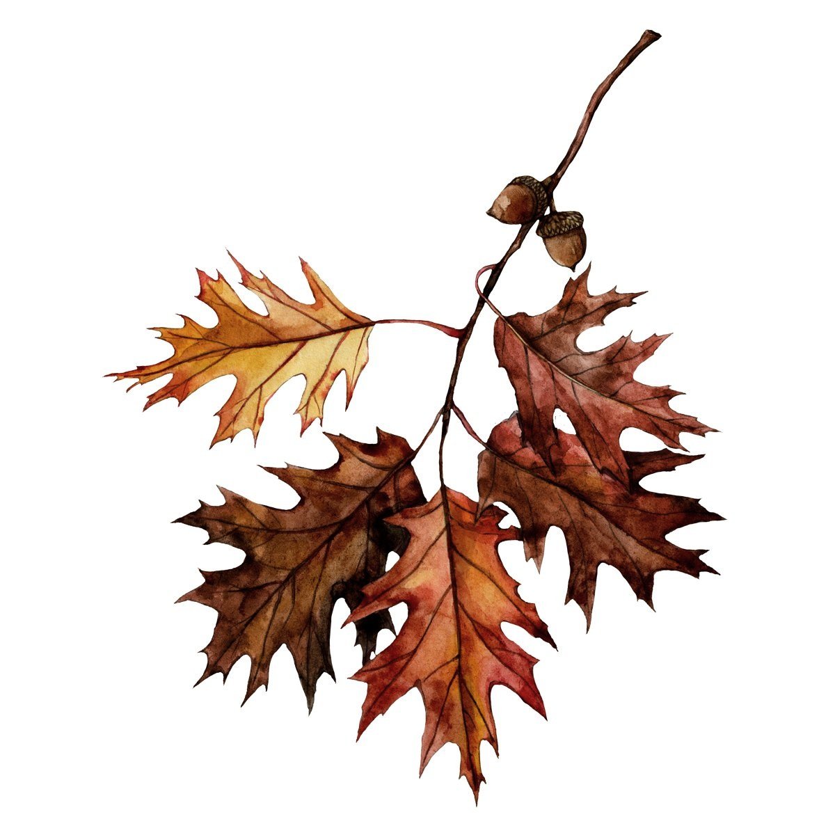Northern red oak illustration