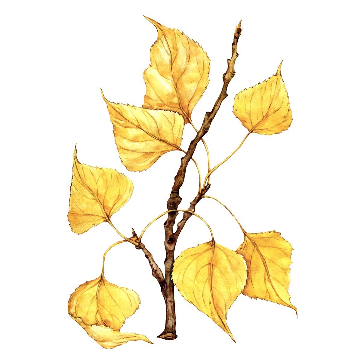 Birch tree branch illustration