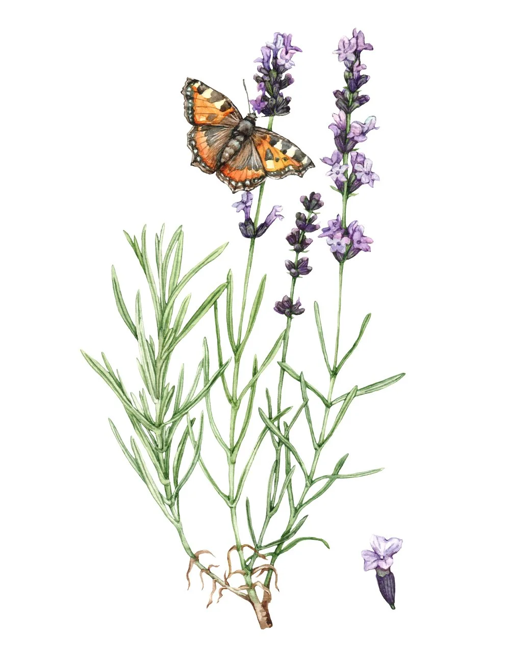 lavender botanical illustration for skincare and wellness brands