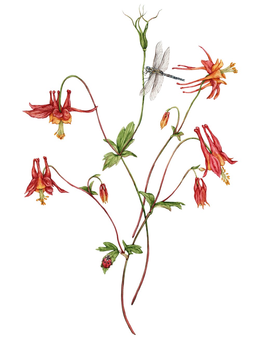 Red-Columbine-watercolor-botanical-illustration-by-Anna-Farba.jpg