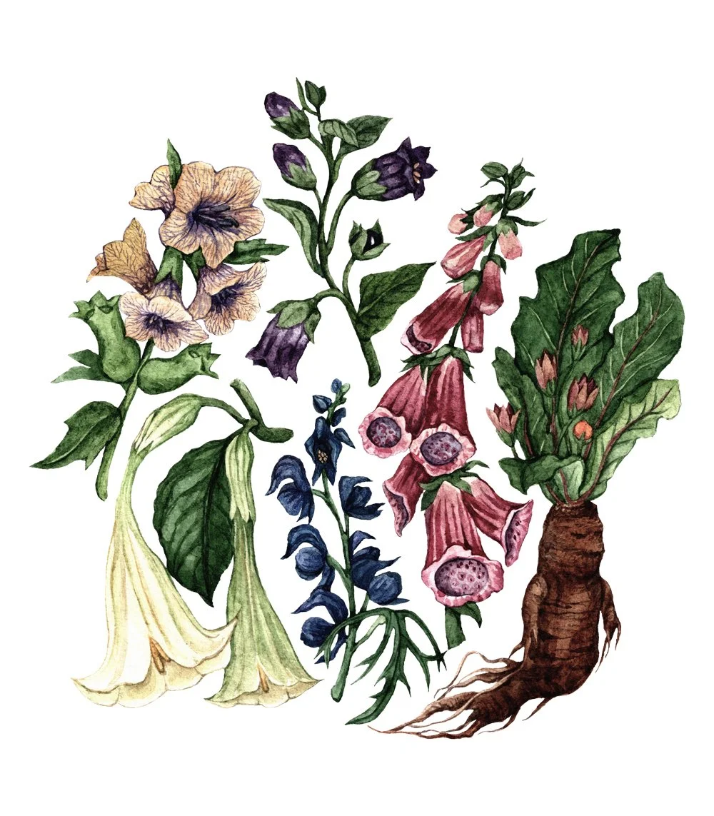 Poisonous Plants Illustration Anna Farba Illustration