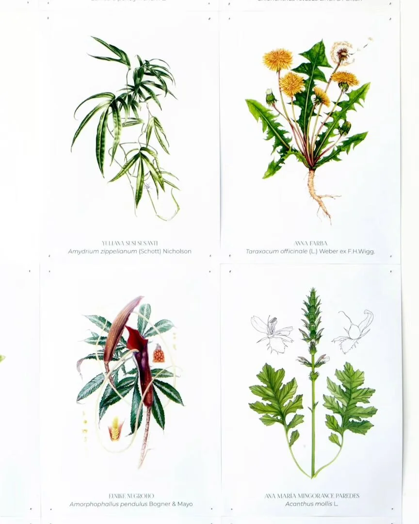 Black and white botanical drawings Anna Farba Illustration