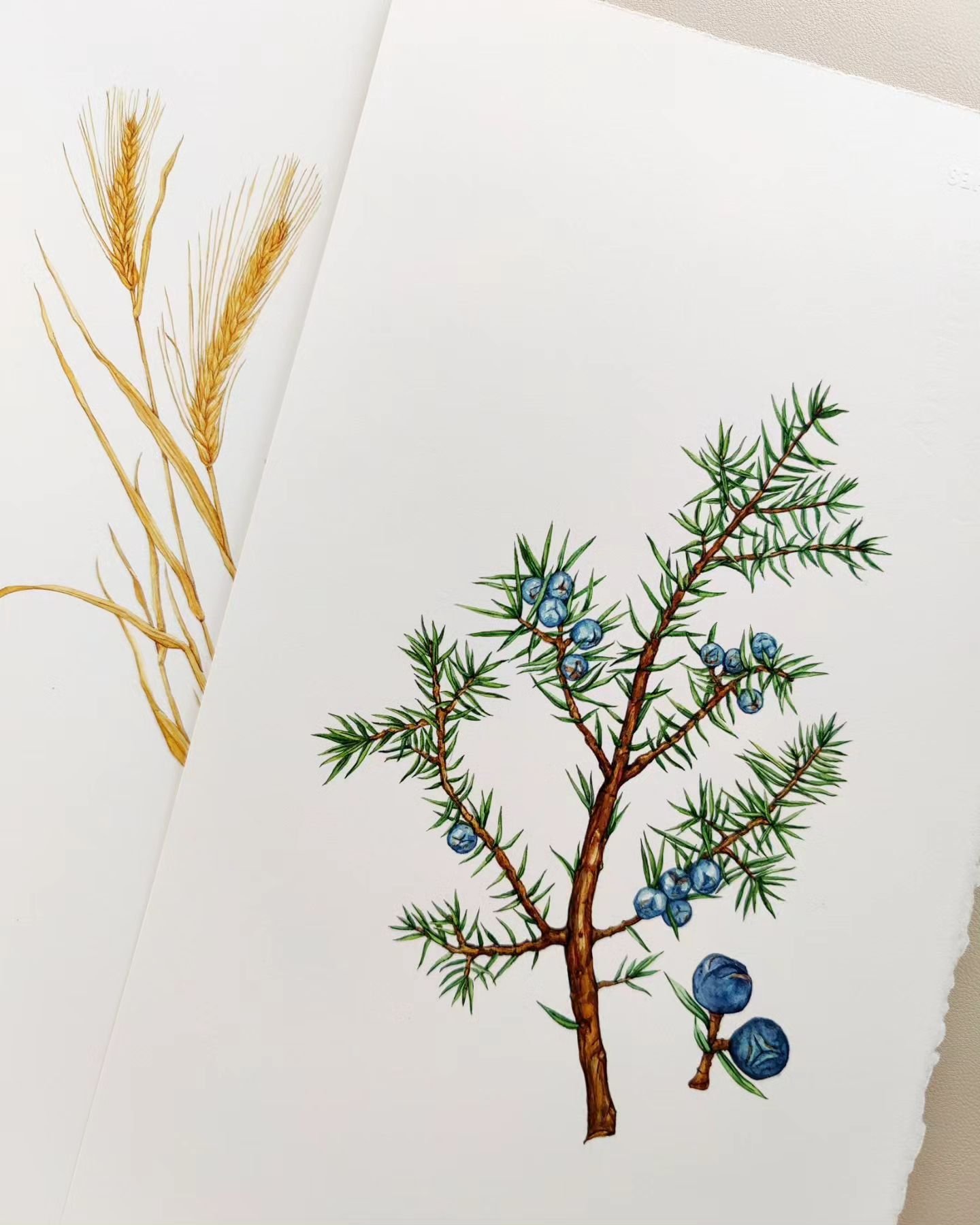 Never shared these custom illustrations for a distillery🤍 Juniper and Rye. Watercolor on Arches @archespapers 
.
.
#juniper #botanicalillustrations #botanicalillustrator #watercolorillustrator