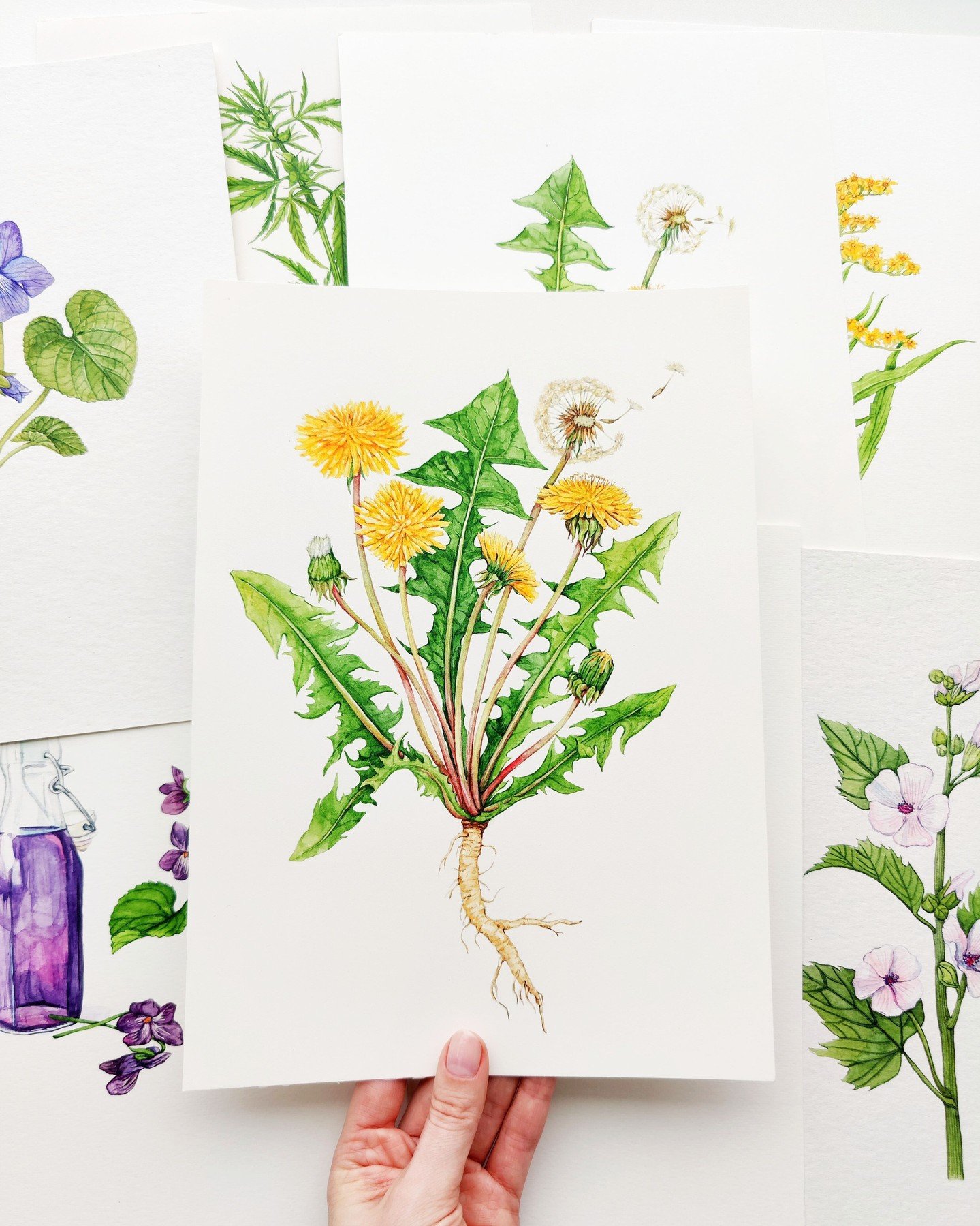 Dandelions are often seen as ordinary or even unwanted, but when you slow down and really look, there's so much detail and personality in their structure. From the bright yellow flower head to the fragile seed puff, they&rsquo;re full of visual inter