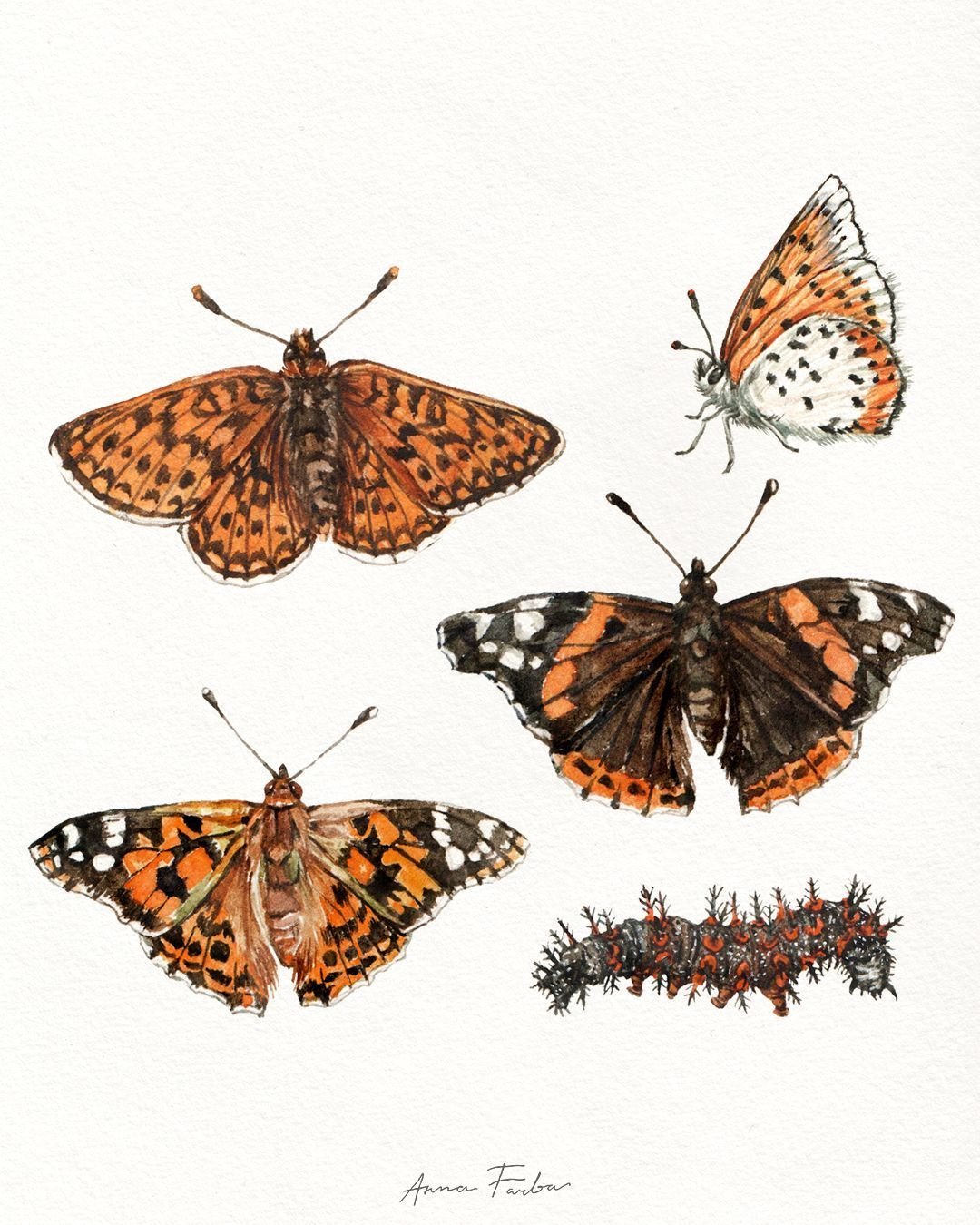 Pollinator Week is June 16&ndash;22 and starts on Monday! Sharing a few pieces that highlight some of my favorite pollinators &mdash; butterflies and moths.

From Painted Ladies and Monarchs to Hummingbird moths in flight, these works celebrate the b