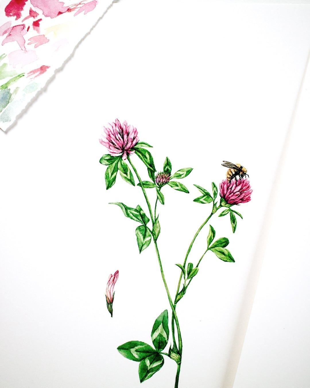 Pollinator Week &ndash; Day 2! Much of my watercolor work is inspired by native plants and the quiet relationships they have with pollinators. Many of the flowers I paint depend on bees, butterflies, birds, and beetles&mdash;not just for beauty, but 