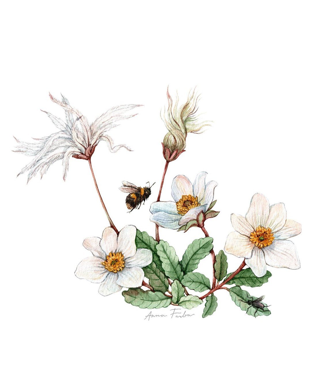 Pollinator Week &ndash; Day 4! Alpine connections. Today&rsquo;s featured artwork celebrates Dryas, a resilient wildflower found in alpine and subalpine regions. With its sunny open blooms, Dryas is an important food source for early-emerging bees in
