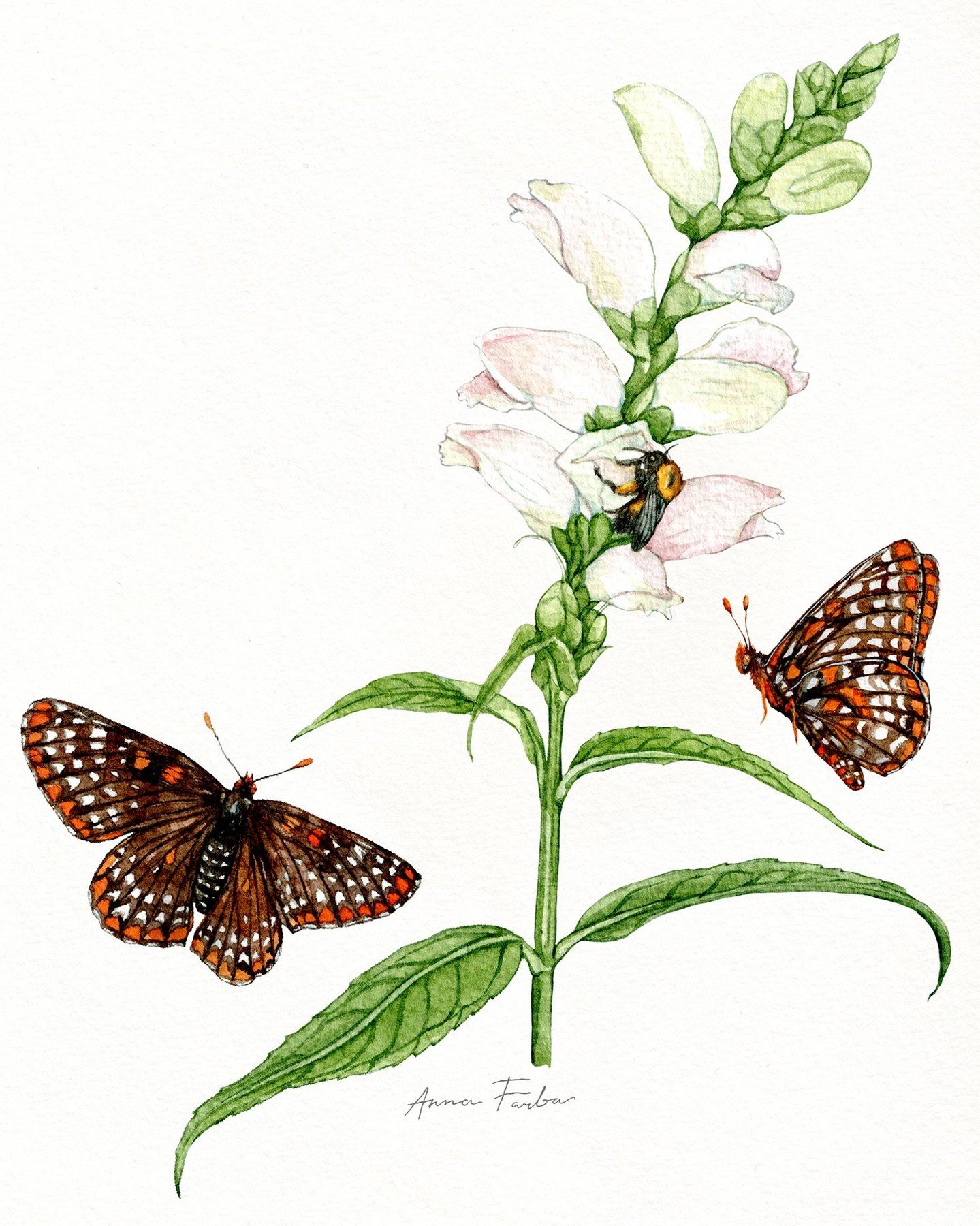 Pollinator Week &ndash; Day 5! Turtlehead &amp; Baltimore Checkerspot: a rare and beautiful bond. Today&rsquo;s illustration highlights one of the more special relationships in the pollinator world &mdash; the striking Baltimore checkerspot butterfly