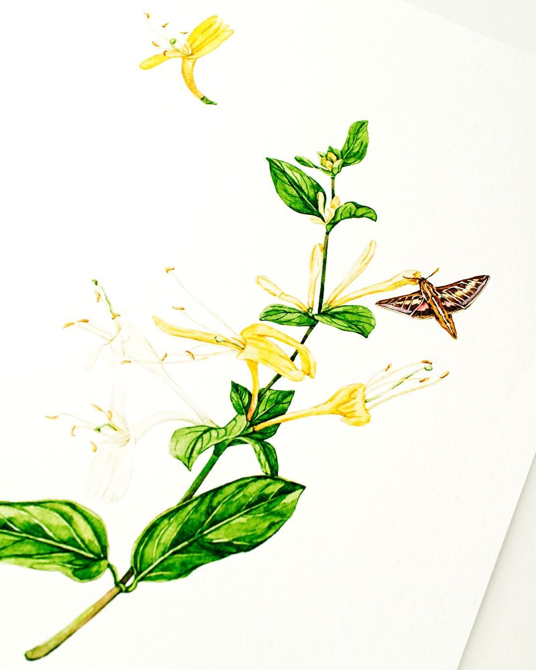 Pollinator Week &ndash; Day 6! Sphinx Moths &amp; Honeysuckle. This piece highlights one of nature&rsquo;s most surprising pollinators &mdash; the Sphinx moth, with their fast wings and hovering flight, they visit honeysuckle and other tubular flower