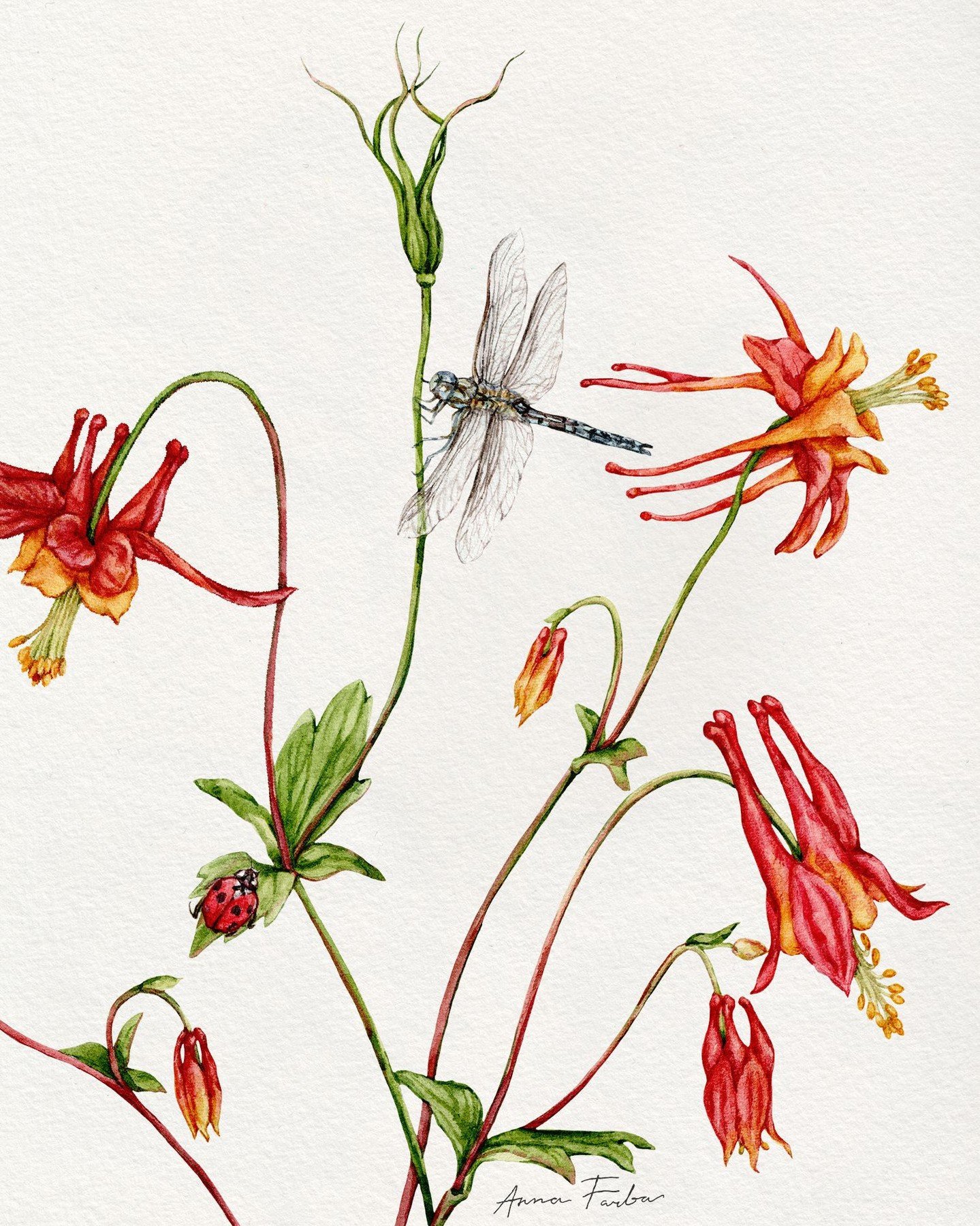 Pollinator Week &ndash; Day 7! As Pollinator Week wraps up, I want to shine a light on some of the lesser-known contributors to pollination &mdash; creatures like ladybugs, hoverflies, and even dragonflies.

While dragonflies don&rsquo;t pollinate fl