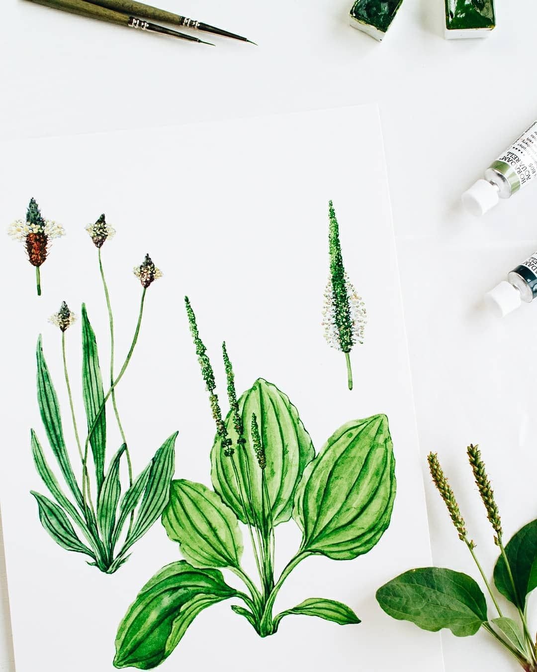From Painting to Page 💚 Swipe to see how it turned out in print! This botanical illustration features two types of Plantain, plants that I had so much fun studying from life. I love turning plant studies like this into book illustrations &mdash; hel