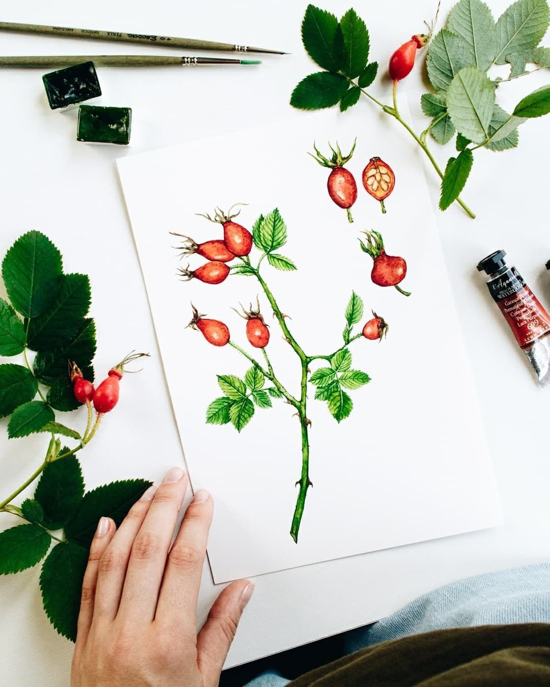 From Painting to Page 💚 Swipe to see how it turned out in print! This week I wanted to share more pages from Wild Remedies, the book by @emily.y.han and @rosaleedelaforet I illustrated back in 2019!

This watercolor illustration captures Rosehips &m