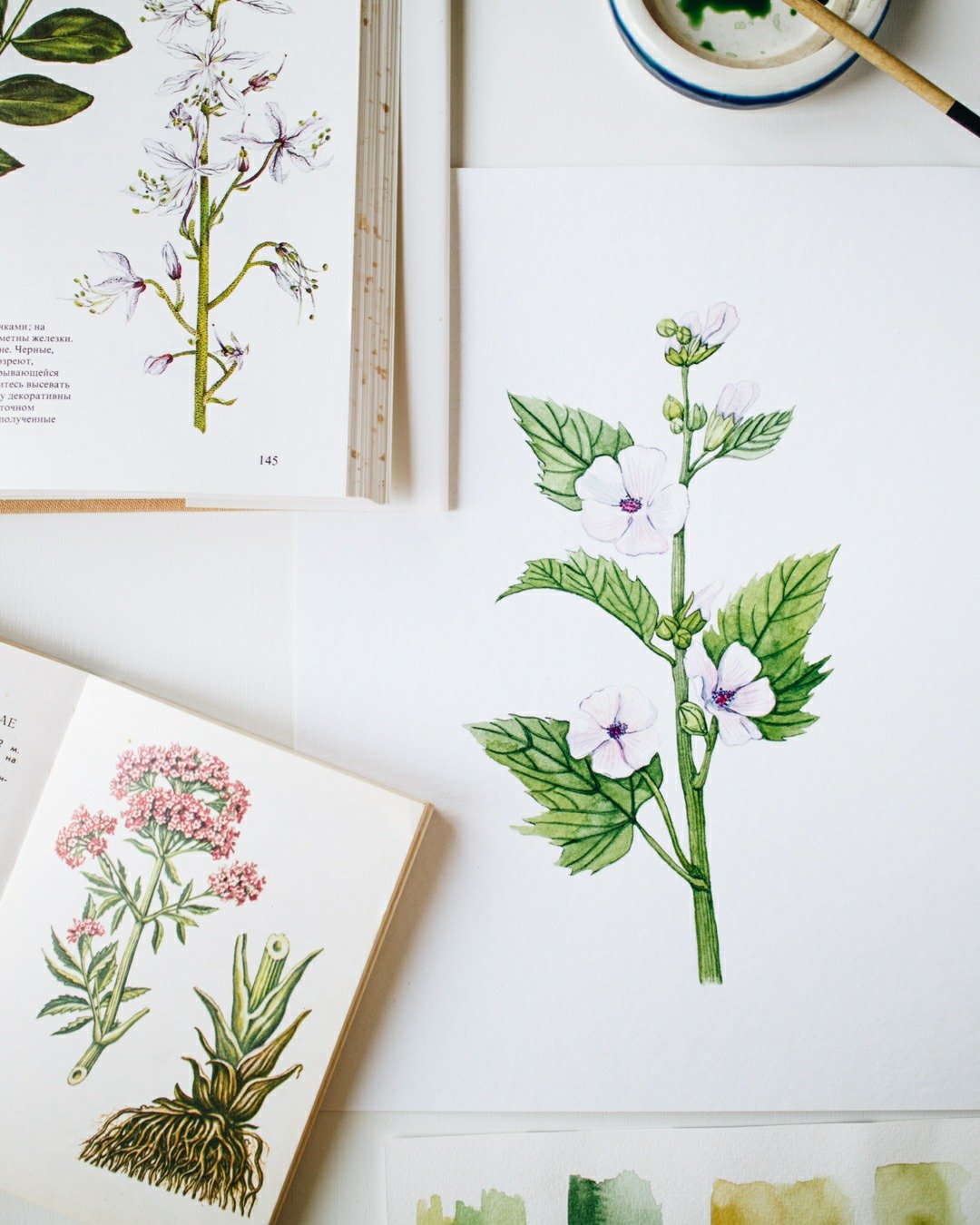 I&rsquo;ve always been drawn to vintage plant ID books and old field guides &mdash; the kind with soft, yellowed pages and hand-drawn illustrations full of charm and quiet precision.

There&rsquo;s something timeless about the way these guides captur