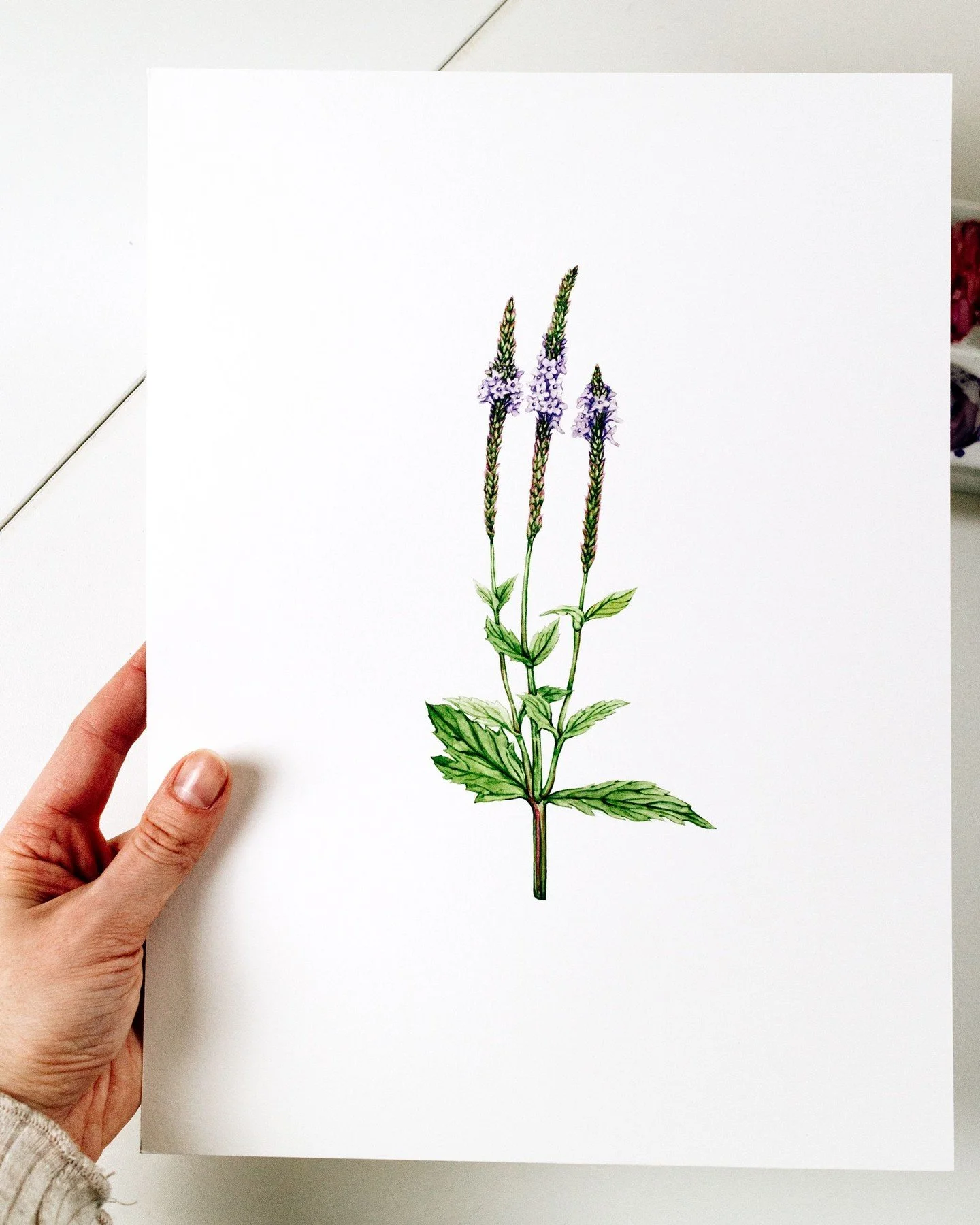 From my watercolor garden: fresh vervain. I love painting herbs&mdash;there&rsquo;s something satisfying about the textures, the subtle greens, and the gentle character of each plant.

This piece is part of an ongoing series celebrating healing plant